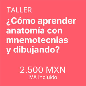 ¿Cómo aprender anatomía con mnemotecnias y dibujando?